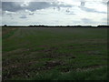 Flat farmland, Digby Fen