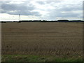 Stubble field west of Digby