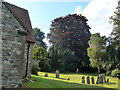 St Peter, Ash: churchyard (iii)