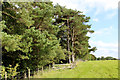 Footpath leading into Limes Wood