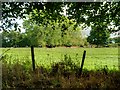 Fence and Grazing Land near Trafford Hall