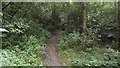 A path through the woods, Braunstone Park