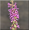 Purple loosestrife, Orangefield Park, Belfast (September 2015)