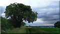 SP3568 : 250 Year Old Pear Tree by Mick Garratt