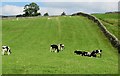 Young cattle grazing at Askrigg