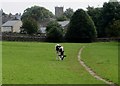 Calf grazing at Askrigg