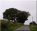 Approaching a summit with trees