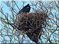 Rooks nest in Rectory Place