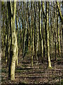 Woodland at the Castle Hill Country Park