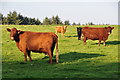 West Somerset : Cattle Grazing