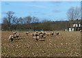 Sheep near Welbeck The Defence Sixth Form College