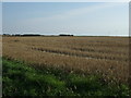 Stubble field near Authorpe Grange