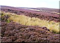 SK1598 : Heather Moorland at the Head of Laund Clough by Jonathan Clitheroe