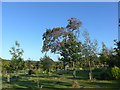 A peaceful scene within the Woodland Burial Ground