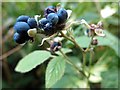 NZ1565 : Dewberry (Rubus caesius), Tyne Riverside Country Park by Andrew Curtis