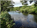 Weir and ducks on The River Wharfe