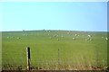 Sheep grazing, Waspber Hill