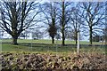 Trees and road by the railway line