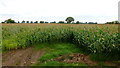 Crop north of Heywood Lane