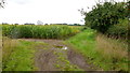 Maize crop by Upper Hill Farm