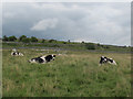 SD9966 : Cows adjacent to the Dales Way by Stephen Craven