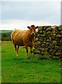 Inquisitive cow at Lumb Ghyll Farm