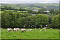 North Devon : Grassy Field & Sheep