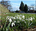 Snowdrops along Bradgate Road