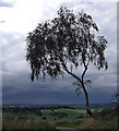 Tree on Smithy Lane