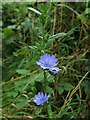 NZ1565 : Chicory (Cichorium intybus) by Andrew Curtis
