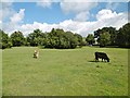 Busketts Lawn, cattle