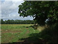 Footpath off Hollow Lane