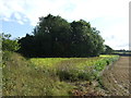 Small woodland near Peppertree Farm