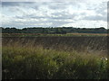 Farmland off Hares Road