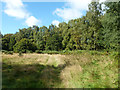 TL0009 : Clearing, Berkhamsted Common by Robin Webster