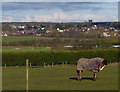 Horse at the Thorneyfields Livery