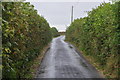 North Devon : Country Lane