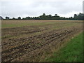 Farmland, Brockford Green