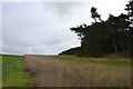 Footpath And Small Wood