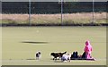 Summer leisure on the Astroturf