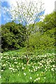 The Wild Garden at Upton House