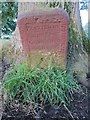 Dedication stone beside an oak tree