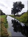 The River Torne at Bridge Farm