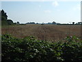 Farmland near Prosperity Farm