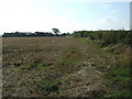 Stubble field and hedgerow