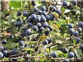 Sloes in hedge by canal towpath, Southall