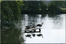 SU6676 : Geese on a Plank by Bill Nicholls