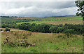 Farmland near Wingates (2)