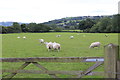 ST1196 : Pasture, Llancaiach Fawr by M J Roscoe