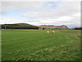 Grazing land near West Croachy